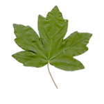 foglia di frassino