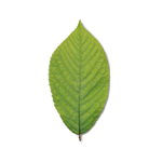 foglia di ciliegio