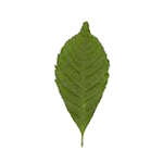 foglia di frassino